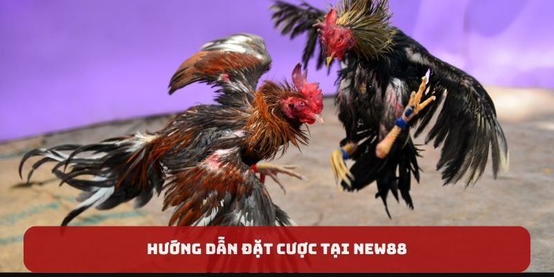 Hướng dẫn đặt cược tại New88