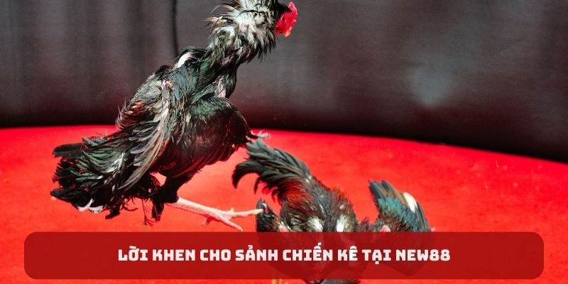 Lời khen cho sảnh chiến kê tại New88