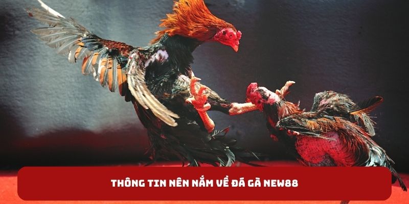 Thông tin nên nắm về đá gà New88